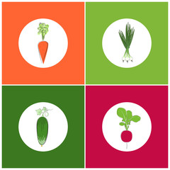 Set of Vegetables Icons,Icon Carrot with tops of vegetable, Icon Cucumber with Leaves, Icon Radish, Icon Green Onion , Vector Illustration