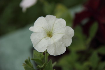 Цветы белые
