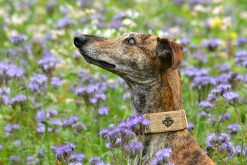 Galgo