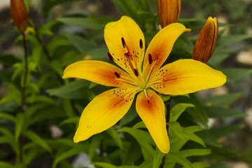 Fototapeta premium Yellow lily flowers.