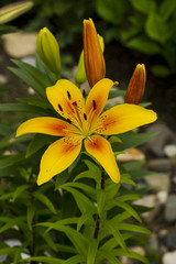 Yellow lily flowers.