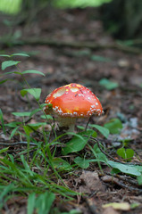 amanita