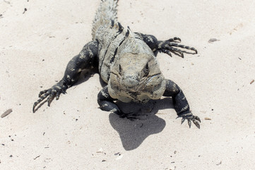 Iguana on the beach