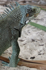 Iguane lizard portrait macro, close-up