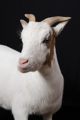 goat. Isolated over black background
