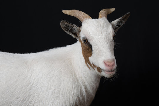 goat. Isolated over black background