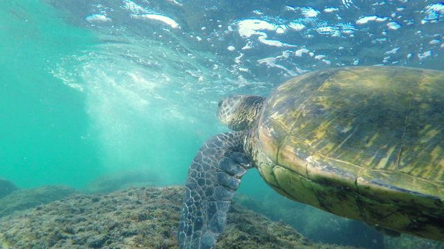 Hawaiian Green Sea Turtle Swimming Around a Coral Reef