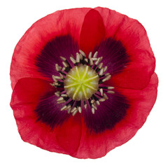 Red Poppy isolated with clipping path