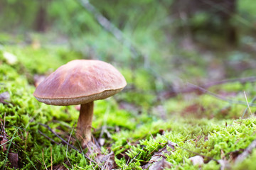 Brown cap boletus