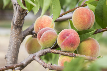 crop of peaches