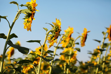 Sunflowers
