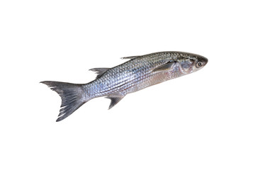 fresh grey mullet on white background