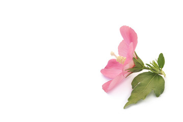 Hibiskus  © Marty Kropp