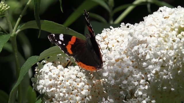 Butterfly Admiral on white buddleia
