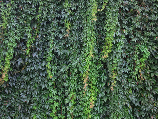 Wilde Weinrebe, Vitis vinifera subsp. sylvestris