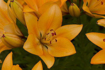 Lily flowers.