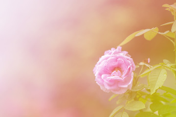 Obraz premium Pink rose with colourful rainbow