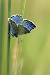 Common Blue (Polyomathus icarus) male 