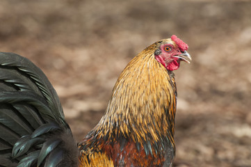 Wild Rooster in Hawaii. 
