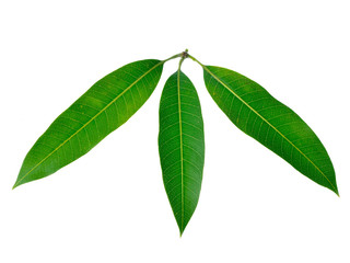 mango leaves