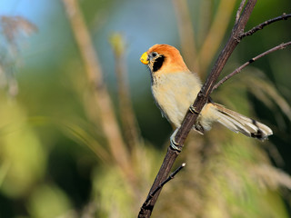 Bird (Spot-breasted Parrotbill), Thailand