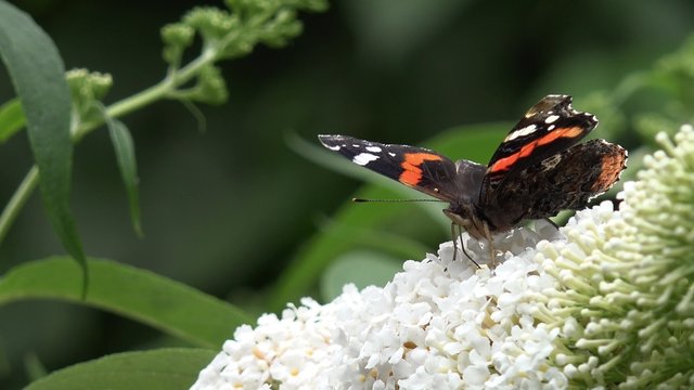 Butterfly Admiral on white buddleia