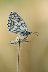Marbled White Butterfly - Melanargia galathea 