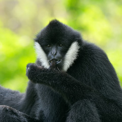 White cheeked gibbon