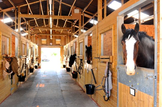 Fototapeta Horses at the stables 