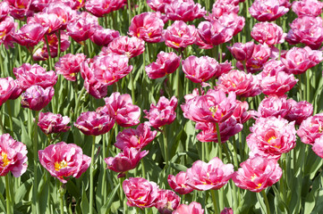 Tulips at Sigurtà Park, Veneto, Italy