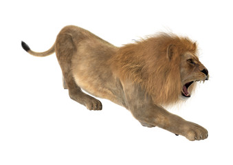 Fototapeta premium Male Lion