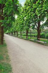 Alley with benches in the park