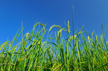 Beautiful rice fields ,Thailand