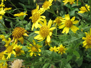 Weiche Arnika, Arnica mollis