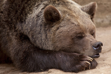 Fototapeta na wymiar Bear sleeping
