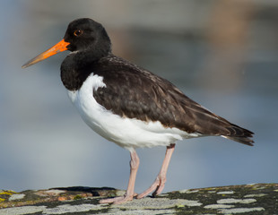 Eurasian Oystercatcher (Haematopus ostralegus) on a rock