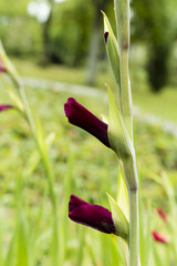 flower buds of purple irises