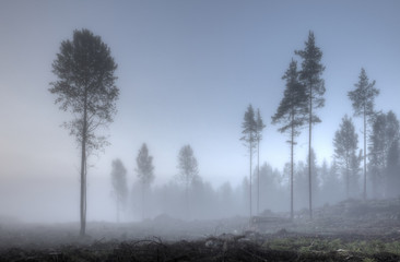 Fototapeta premium Foggy morning at the forest edge