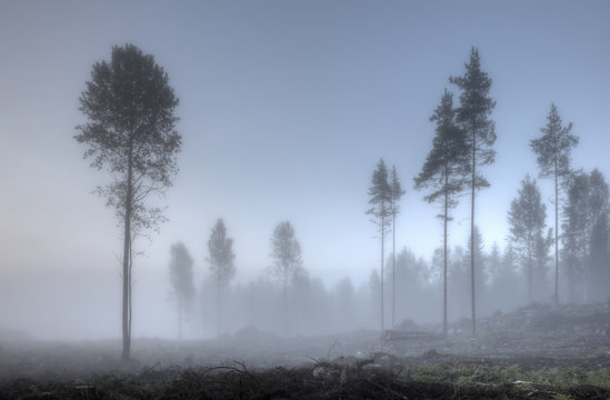 Fototapeta Foggy morning at the forest edge