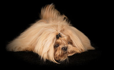 Naklejka premium Shih-Tzu en studio sur fond noir