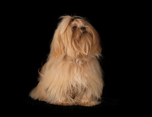 Shih-Tzu en studio sur fond noir