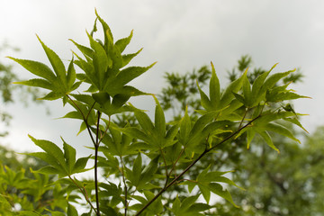 Obraz premium maple foliage