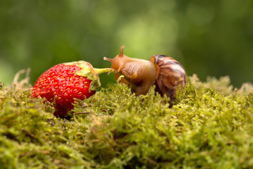 the snail trails of ripe strawberries on the green grass