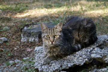 Colonia felina