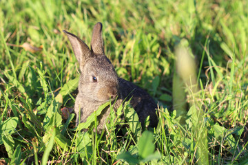 Naklejka na ściany i meble Little fluffy gray bunny hiding in green grass