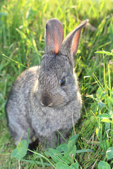 Portrait of a cute little rabbit on the meadow