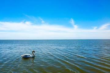 Fototapeta premium Alone swan