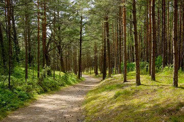 Pine forest