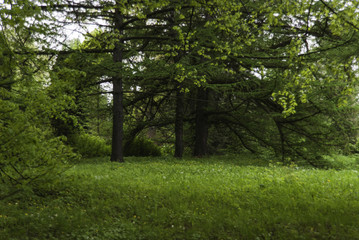 forest Glade