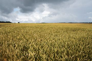Summer on wheat field.
